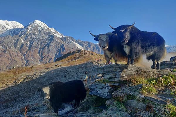 Mardi Himal Yaks