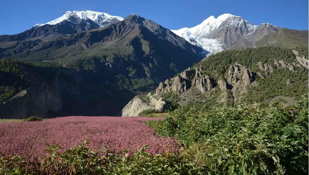 Mt. Annapurna III and Gangapurna