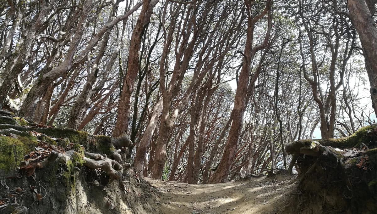 Trekking trail of Ghorepani Poon Hill Trek