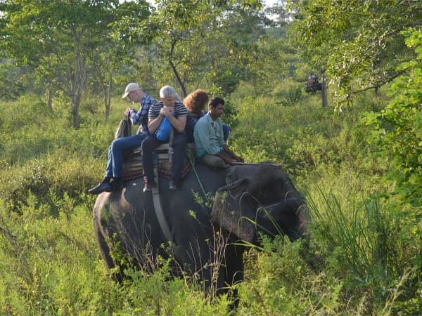Elephant Safari