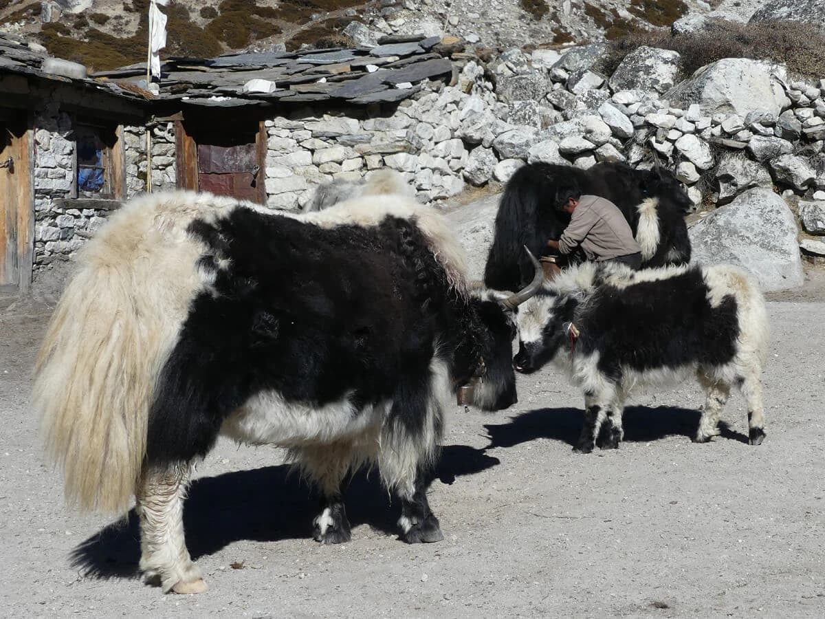 Express Everest Base Camp Trek Yaks