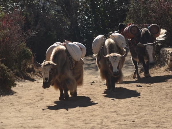 Everest Three Passes Trek Yaks