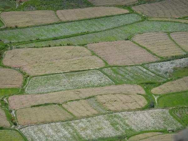 Upper Mustang Trek Buckwheat Field